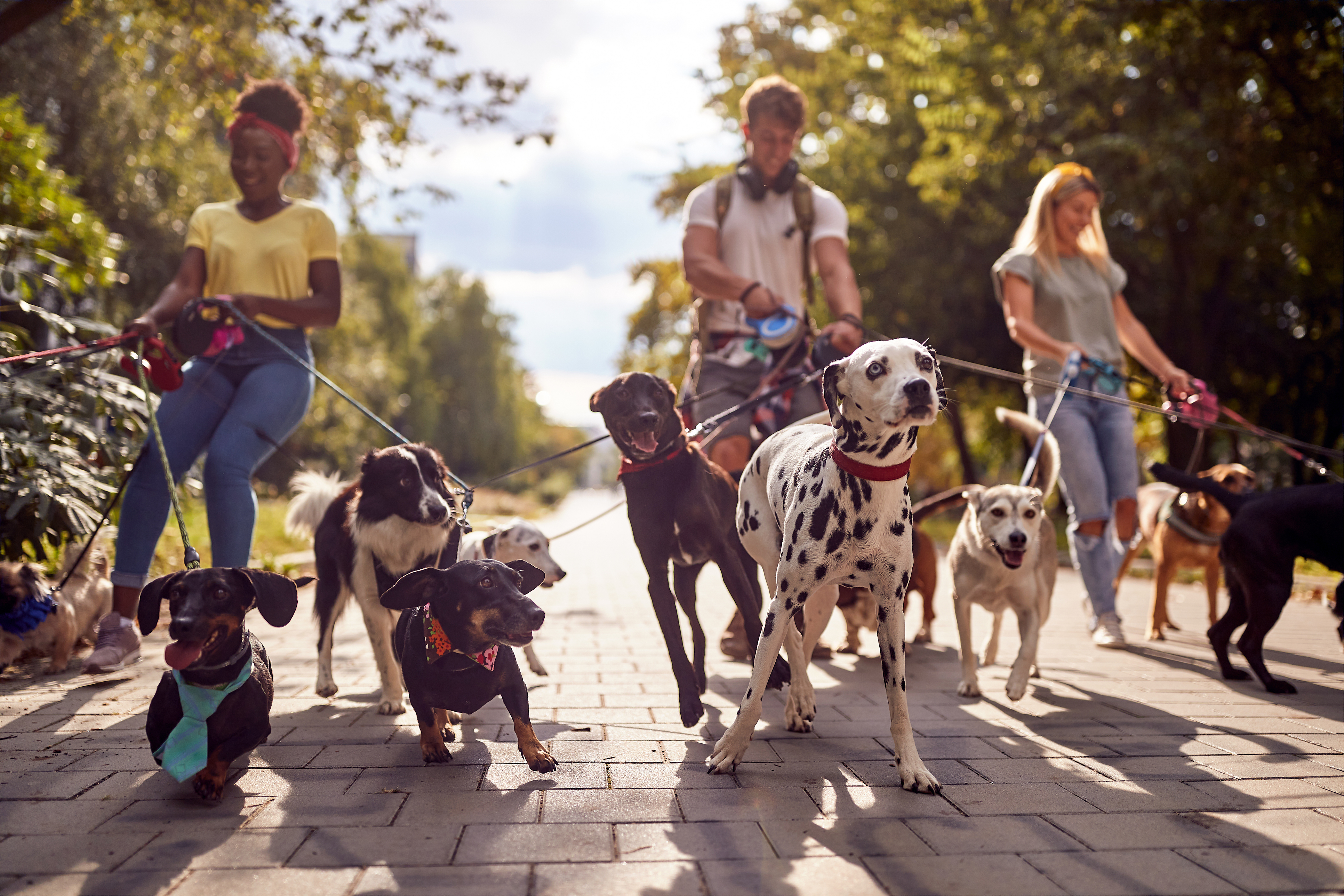 Happy dogs with their trusted caregivers